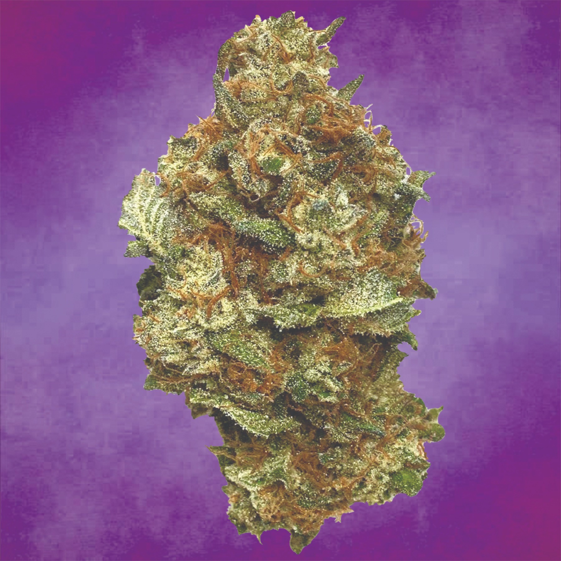 Prūf Cultivar Jet Fuel x Acai 9 Leafly